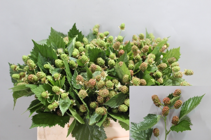 <h4>RUBUS FR CHESTER</h4>