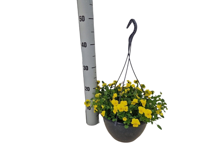 <h4>VIO CO END PU YELLOW</h4>