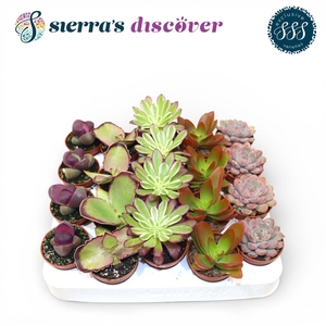 Discover® - Barcelona Succulents Mix (Exclusive)