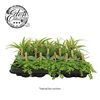 Groene kamerplanten mini standaard mix