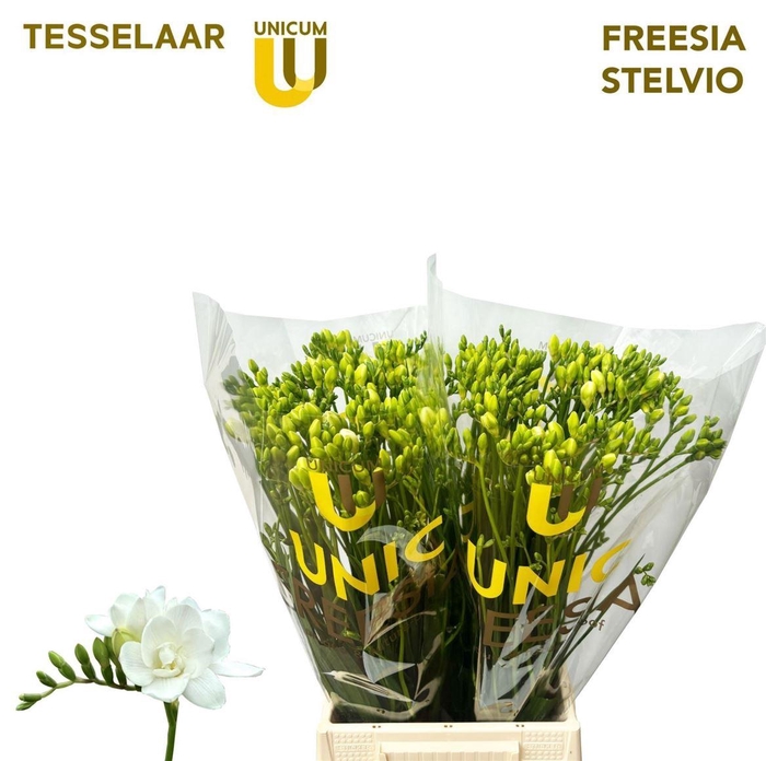 <h4>Freesia Dubbel Stelvio 22 GR,(NL),MPS A,(10)</h4>