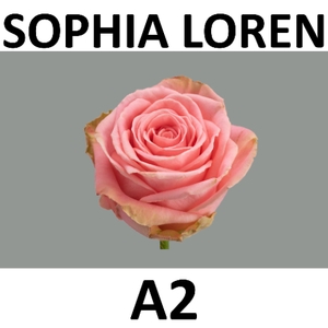 R GR SOPHIA LOREN- JONG Young Crop 70 cm A2