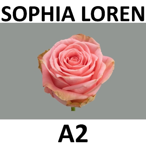 <h4>R GR SOPHIA LOREN- JONG Young Crop 70 cm A2</h4>