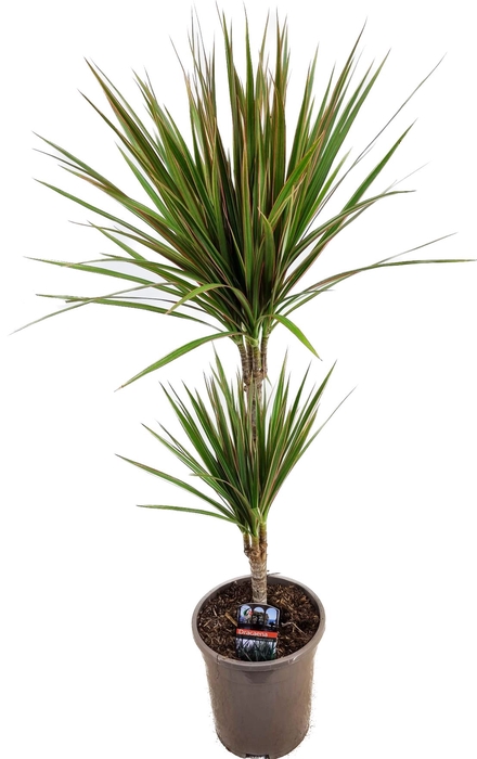 <h4>Dracaena marg. 'Bicolor'</h4>