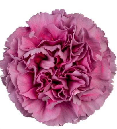 <h4>Di St Wild Thrill</h4>