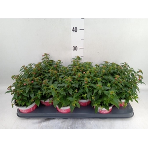 Fuchsia  'Bella Fuchsia Evita'