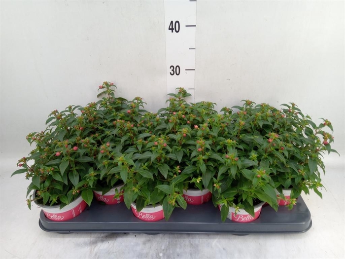 <h4>Fuchsia  'Bella Fuchsia Evita'</h4>