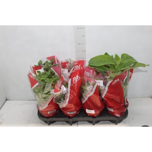 ERVAS AROMATICAS P15