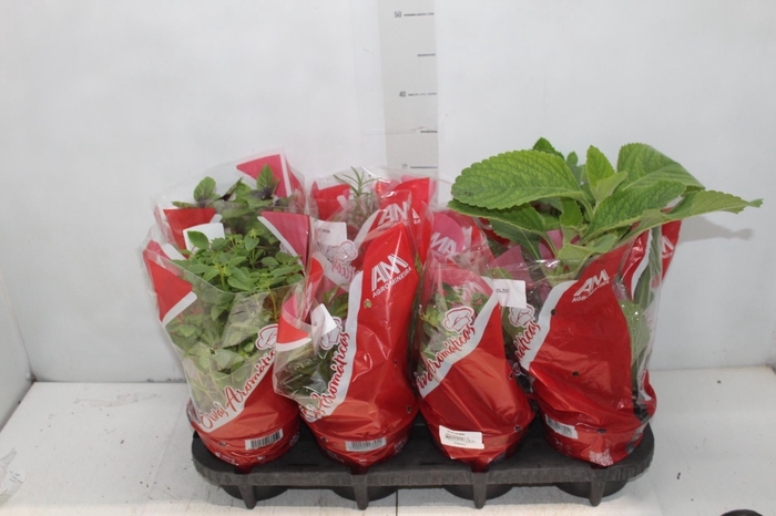 <h4>ERVAS AROMATICAS P15</h4>