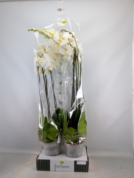 <h4>Phalaenopsis   ...white</h4>