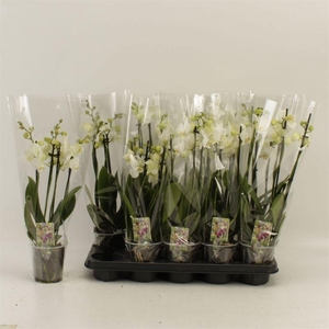 PHAL AN INVERNESS
