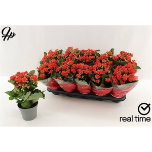 KALAN CALAN RED PERFECTA P12