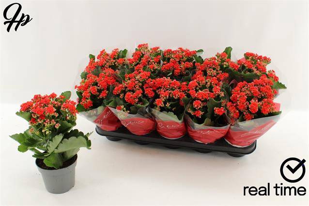 <h4>KALAN CALAN RED PERFECTA P12</h4>
