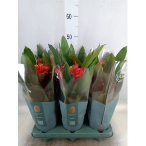 Guzmania  'Fiero Red'