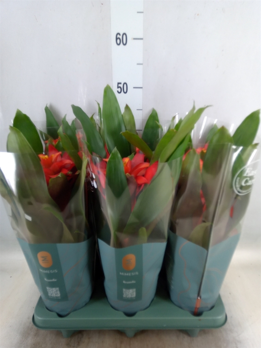 <h4>Guzmania  'Fiero Red'</h4>