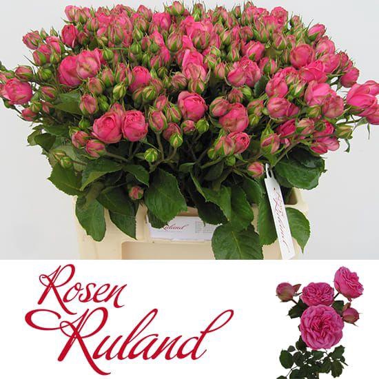 <h4>R TR PIN PIANO FREIL</h4>