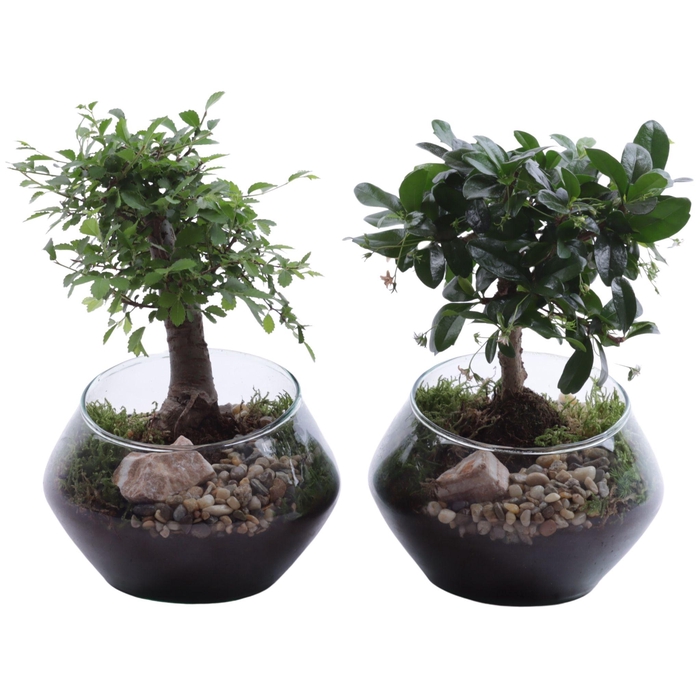 <h4>Bonsai Indoor Mix Ø09cm Ball Shape in Glass UFO Vase Ø15cm</h4>