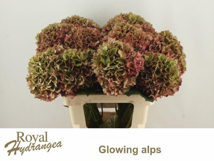 <h4>HYDR M GLOW ALP CLAS</h4>