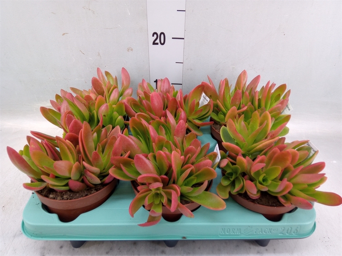 <h4>Crassula   ...</h4>