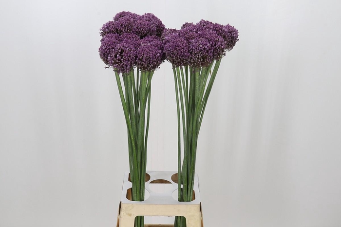 <h4>Allium Pink Lady</h4>
