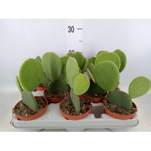 Opuntia