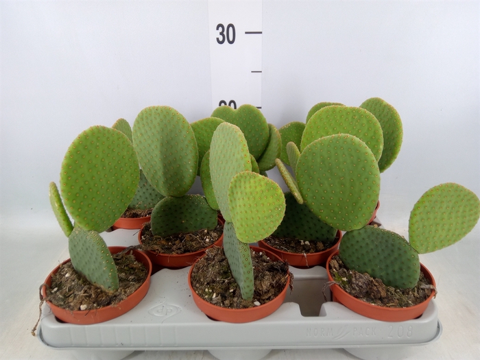 <h4>Opuntia</h4>