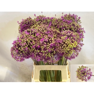 ALLIUM PURPLE SENS