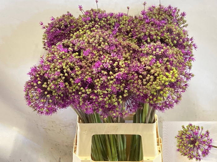 <h4>ALLIUM PURPLE SENS</h4>
