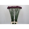 Allium Sphaerocephalon