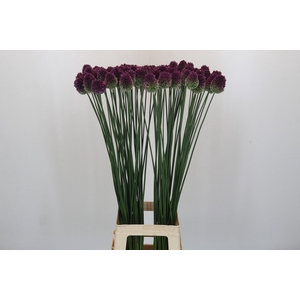 Allium Sphaerocephalon