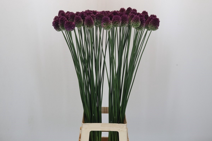 <h4>Allium Sphaerocephalon</h4>