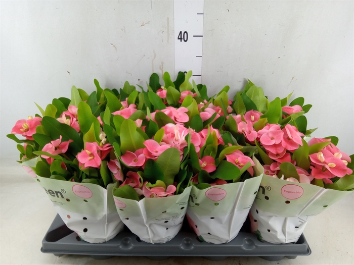 <h4>Euphorbia milii   ...</h4>