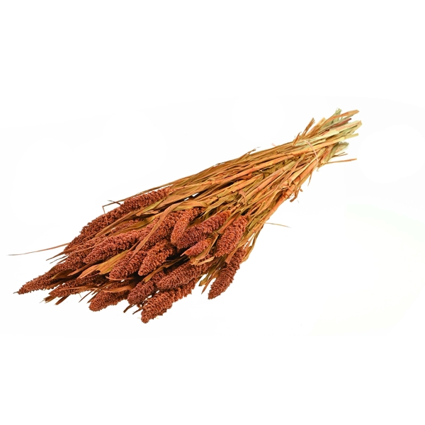 Setarea Italica Teak