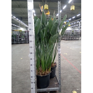 Strelitzia reg.