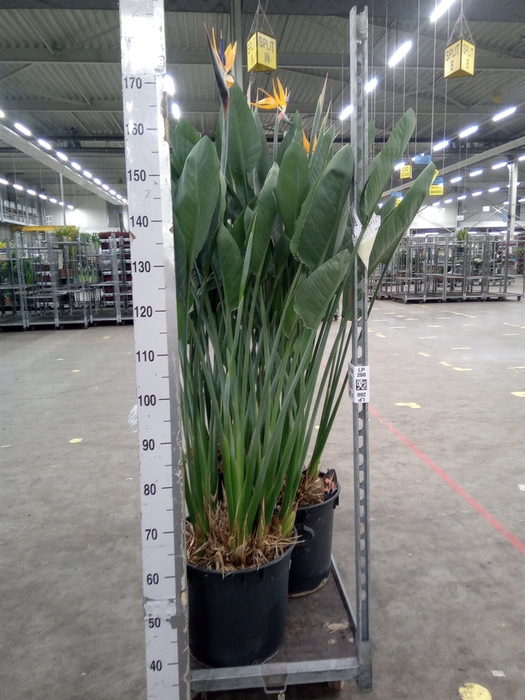 <h4>Strelitzia reg.</h4>