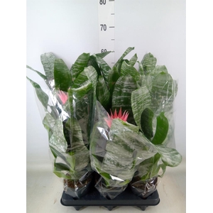 Aechmea fasciata 'Primera'