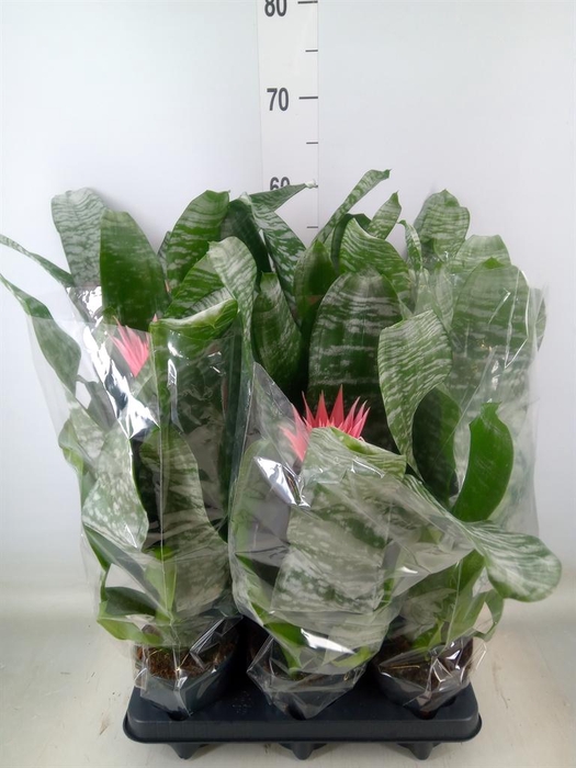 <h4>Aechmea fasciata 'Primera'</h4>