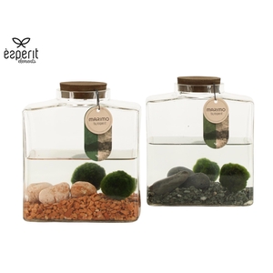 90879: Marimo arrangement
