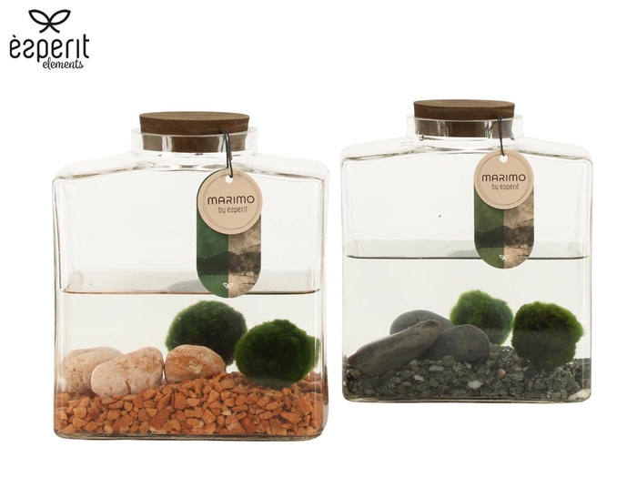 <h4>90879: Marimo arrangement</h4>