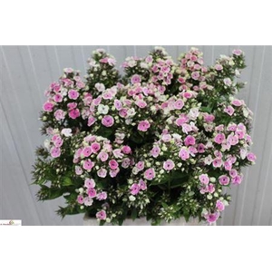Phlox P Orchid Yellow