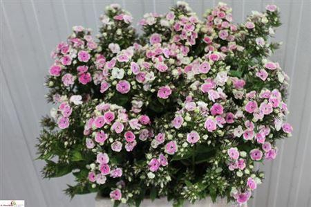 <h4>Phlox P Orchid Yellow</h4>