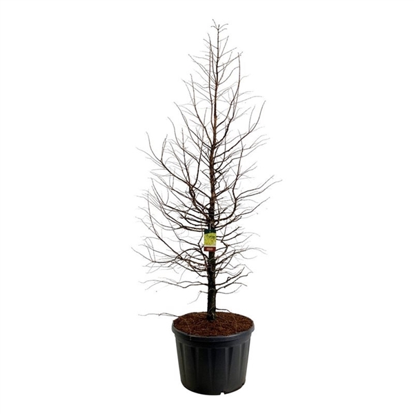 <h4>Metasequoia gl. 'Amber Glow' PBR</h4>