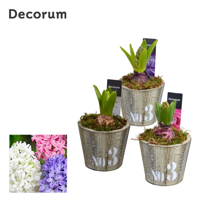 <h4>ARR HYACINTH</h4>