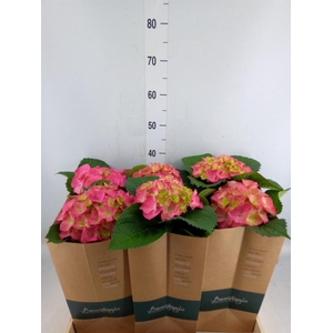 Hydrangea mac.   ...