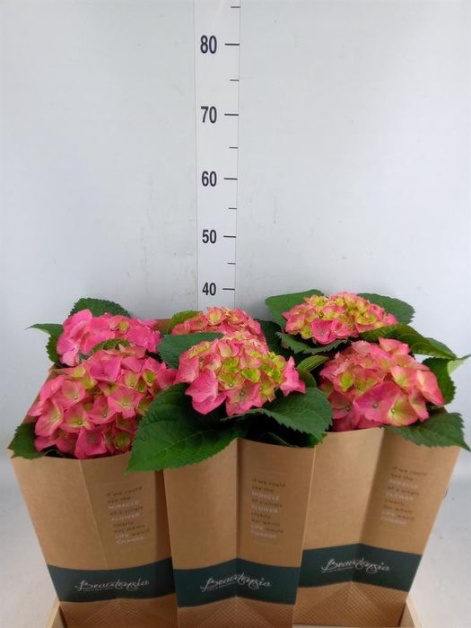 <h4>Hydrangea mac.   ...</h4>