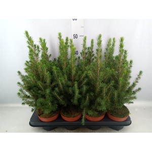 Picea glauca 'Conica'