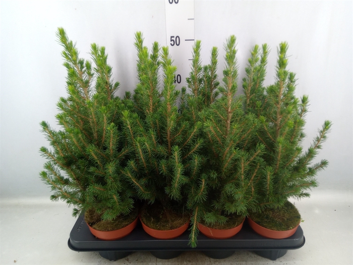 Picea glauca 'Conica'