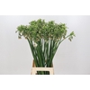 Allium Nectaroscordum Siculum
