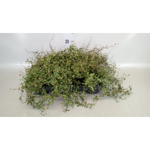 Muehlenbeckia com. 'Mao'ri'