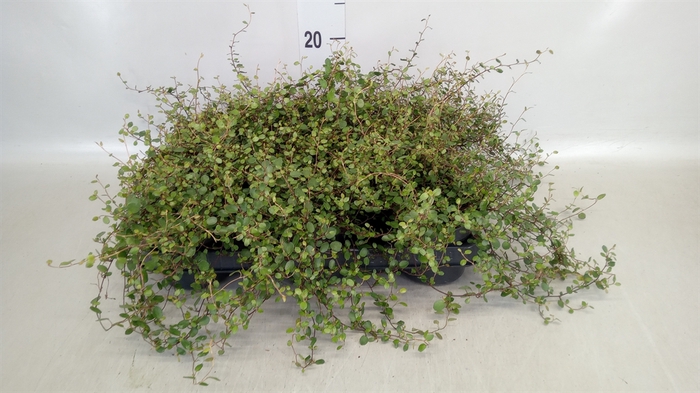 <h4>Muehlenbeckia com. 'Mao'ri'</h4>